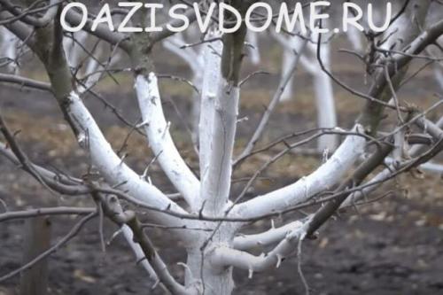 Медный купорос и мочевина осенью. Чем опрыскать плодовые деревья и кустарники осенью: искореняющая обработка сада