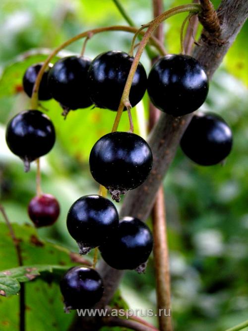 Сорта смородины устойчивые к болезням и вредителям. Морозостойкость и устойчивость к вредителям 02