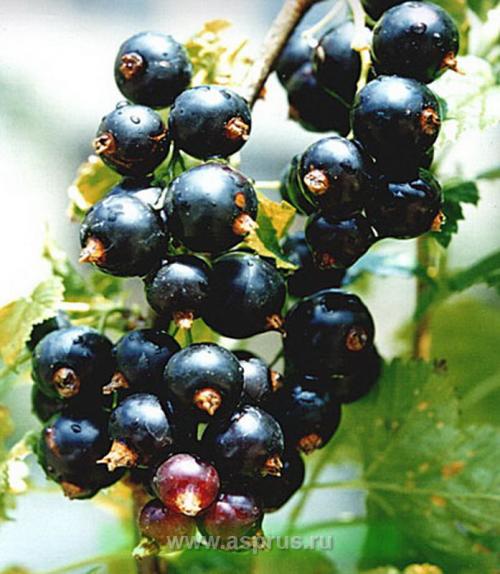 Сорта смородины устойчивые к болезням и вредителям. Морозостойкость и устойчивость к вредителям 01