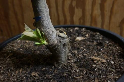 Можно ли корректировать глубину посадки в зависимости от возраста растения. На каком подвое выбрать саженец