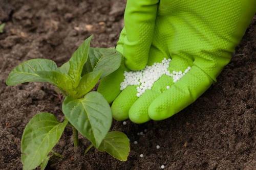 Корневая подкормка мочевиной. Как применять мочевину в качестве удобрения