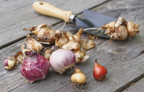 Как правильно хранить луковицы до посадки. Луковицы: как сохранить зимой