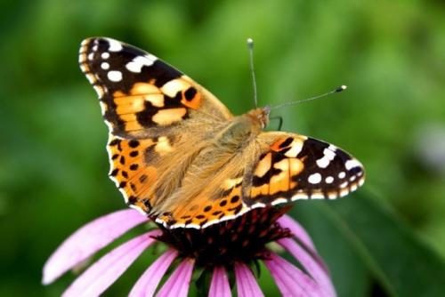Куда деваются насекомые. Куда исчезают насекомые