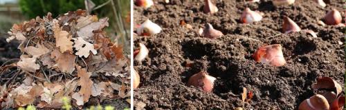 В чем разница между посадкой тюльпанов весной и осенью в 2025 году. ОСЕННЯЯ ПОСАДКА ТЮЛЬПАНОВ