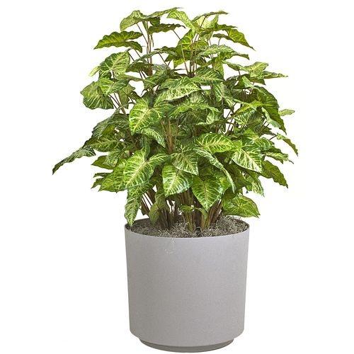 Сингониум приметы. Сингониум (Syngonium)