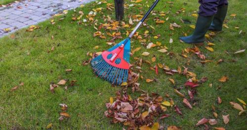 Как выбрать подходящее место для посадки лилий осенью. Преимущества осенней посадки лилий