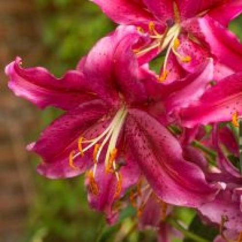 Можно ли сажать лилии осенью в регионах с холодными зимами. Низкорослые лилии