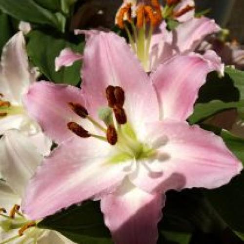 Можно ли сажать лилии осенью в регионах с холодными зимами. Низкорослые лилии