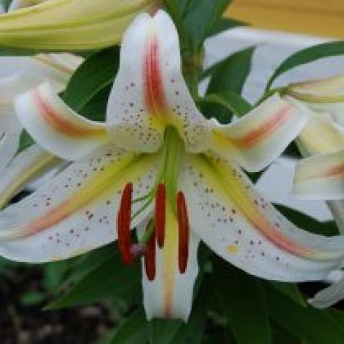 Можно ли сажать лилии осенью в регионах с холодными зимами. Низкорослые лилии