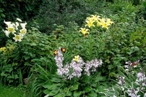 Как защитить посаженные осенью лилии от морозов. Что нужно теплолюбивым лилиям во время зимовки?