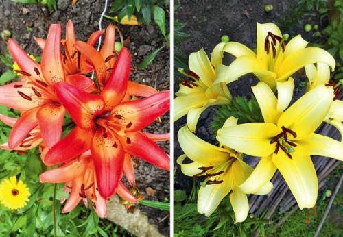 Какие сорта лилий лучше сажать осенью. Посадка лилий осенью: 3 разных способа
