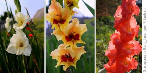 Как защитить луковичные цветы от вредителей и заболеваний после посадки весной. Трипсы и корневой луковый клещ - самые вредные вредители моих любимых луковичных цветов