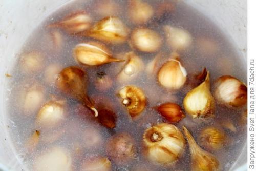 Как защитить луковичные цветы от вредителей и заболеваний после посадки весной. Трипсы и корневой луковый клещ - самые вредные вредители моих любимых луковичных цветов