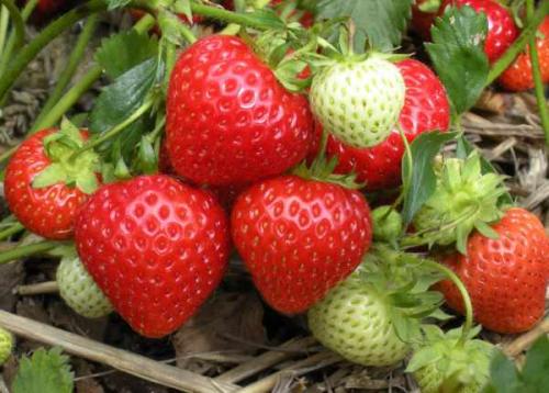 Как отличить обычный сорт от ремонтантного. Отличия от обычной малины, как визуально определить 12