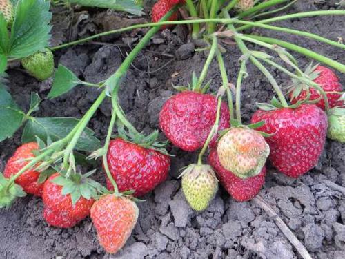 Как отличить обычный сорт от ремонтантного. Отличия от обычной малины, как визуально определить 15