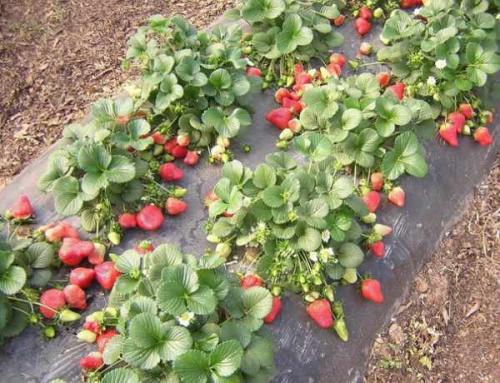 Как отличить обычный сорт от ремонтантного. Отличия от обычной малины, как визуально определить 08