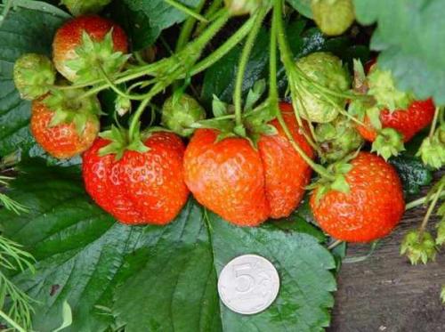 Как отличить обычный сорт от ремонтантного. Отличия от обычной малины, как визуально определить 10