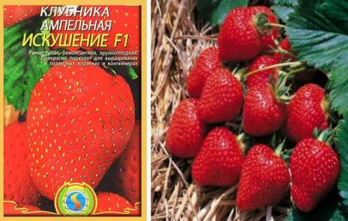 Как отличить обычный сорт от ремонтантного. Отличия от обычной малины, как визуально определить 09