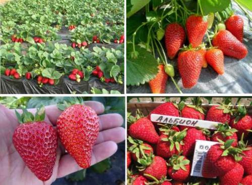 Как отличить обычный сорт от ремонтантного. Отличия от обычной малины, как визуально определить 14