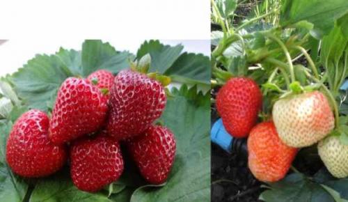 Как отличить обычный сорт от ремонтантного. Отличия от обычной малины, как визуально определить 11