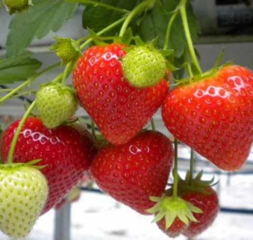 Как отличить обычный сорт от ремонтантного. Отличия от обычной малины, как визуально определить 06