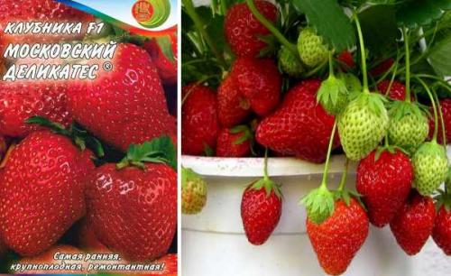 Как отличить обычный сорт от ремонтантного. Отличия от обычной малины, как визуально определить 13