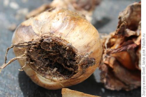 Как защитить луковичные растения от вредителей и заболеваний. Трипсы и корневой луковый клещ - самые вредные вредители моих любимых луковичных цветов