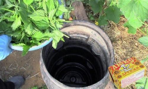 Удобрение из КРАПИВЫ для комнатных растений. Удобрение из КРАПИВЫ, как приготовить и применять