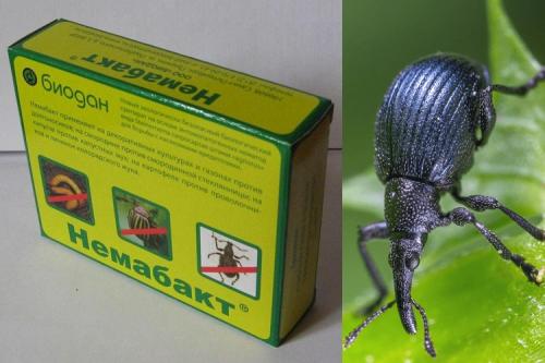 Земляничный долгоносик, как бороться. 