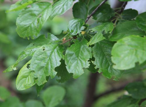 Кленовый долгоносик. Как победить листовых долгоносиков, обгрызающих ваш сад