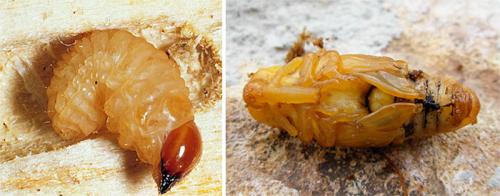 Виды долгоносиков. Как выглядит долгоносик