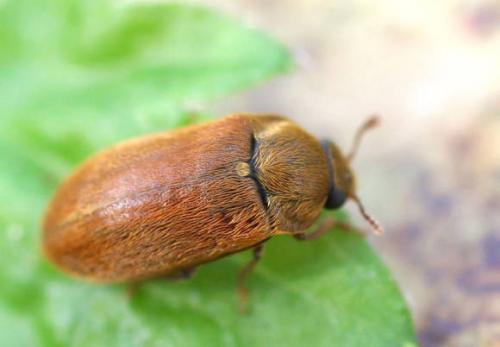 Долгоносик малинно земляничный. Кто такие долгоносики? 01