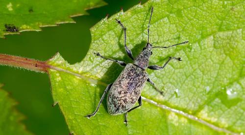 Долгоносик малинно земляничный. Кто такие долгоносики? 03