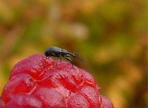 Малинный долгоносик. Прогоняем малинового долгоносика