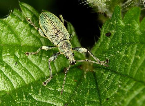 Кленовый долгоносик. Как победить листовых долгоносиков, обгрызающих ваш сад