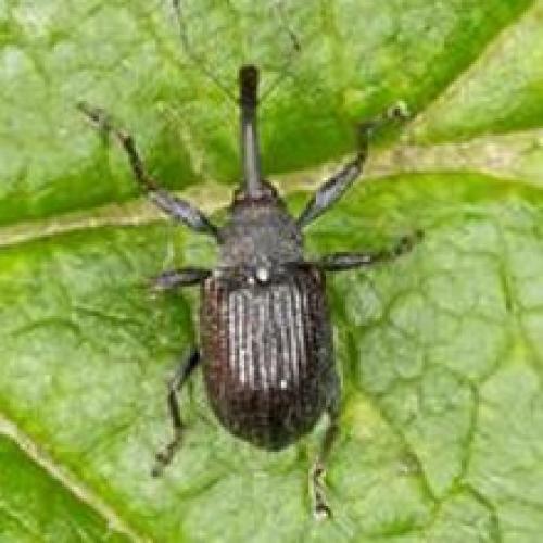 Малинный долгоносик. Прогоняем малинового долгоносика