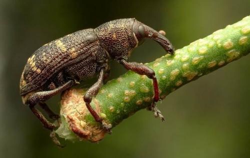 Чем питается долгоносик. Описание и особенности