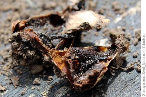 Как бороться с вредителями и болезнями луковичных цветов. Трипсы и корневой луковый клещ - самые вредные вредители моих любимых луковичных цветов