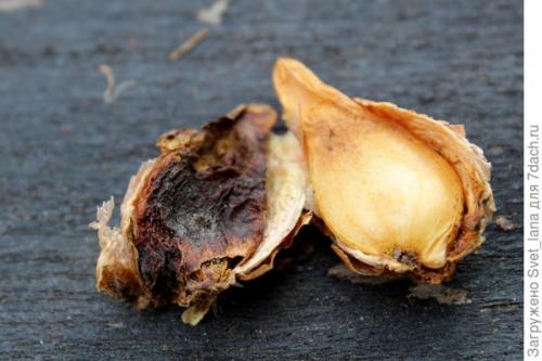 Как бороться с вредителями и болезнями луковичных цветов. Трипсы и корневой луковый клещ - самые вредные вредители моих любимых луковичных цветов