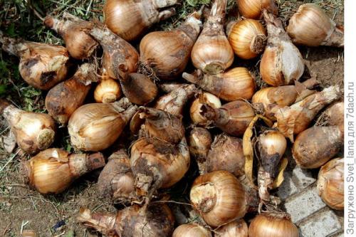 Как бороться с вредителями и болезнями луковичных цветов. Трипсы и корневой луковый клещ - самые вредные вредители моих любимых луковичных цветов