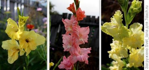 Как бороться с вредителями и болезнями луковичных цветов. Трипсы и корневой луковый клещ - самые вредные вредители моих любимых луковичных цветов