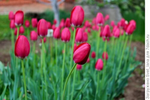 Как бороться с вредителями и болезнями луковичных цветов. Трипсы и корневой луковый клещ - самые вредные вредители моих любимых луковичных цветов