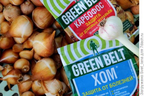 Как бороться с вредителями и болезнями луковичных цветов. Трипсы и корневой луковый клещ - самые вредные вредители моих любимых луковичных цветов