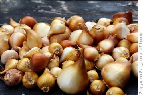 Как бороться с вредителями и болезнями луковичных цветов. Трипсы и корневой луковый клещ - самые вредные вредители моих любимых луковичных цветов