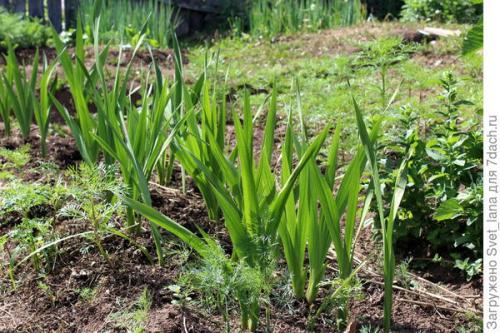 Как бороться с вредителями и болезнями луковичных цветов. Трипсы и корневой луковый клещ - самые вредные вредители моих любимых луковичных цветов