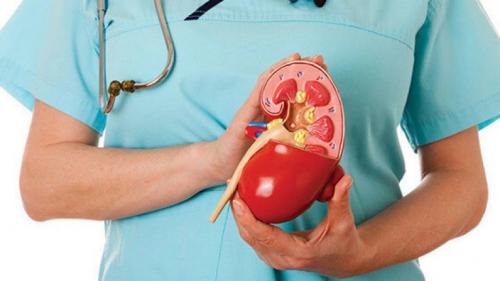 Можно ли растворить камни в почках. Как вывести камни из почек без операции: эффективные методы лечения 06 Можно ли растворить камни в почках. Как вывести камни из почек без операции: эффективные методы лечения 06