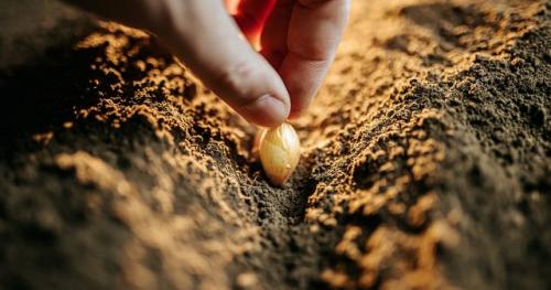 Как ухаживать за посаженными луковичными культурами после посадки. Весенняя посадка лука-севка пошагово