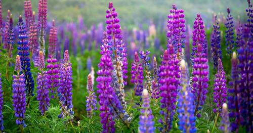 Осенние секреты: как правильно высаживать луковичные культуры в сентябре 07 Осенние секреты: как правильно высаживать луковичные культуры в сентябре 07