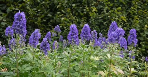 Осенние секреты: как правильно высаживать луковичные культуры в сентябре 03 Осенние секреты: как правильно высаживать луковичные культуры в сентябре 03