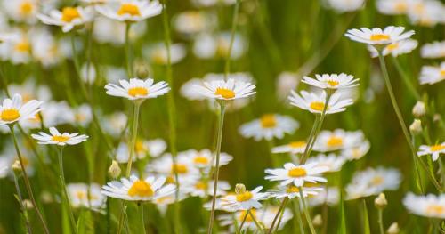 Осенние секреты: как правильно высаживать луковичные культуры в сентябре 06 Осенние секреты: как правильно высаживать луковичные культуры в сентябре 06
